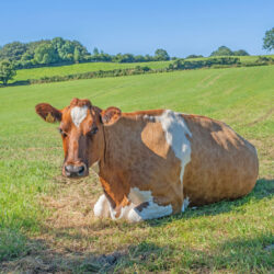 Light brown and white dairy cow sitting in the grass on a field.
