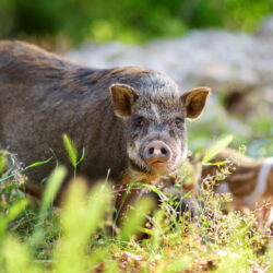 Hairy brown and white pig.