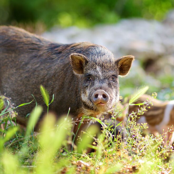 Hairy brown and white pig.