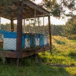 Close up of Beehives in a cage on a open field.