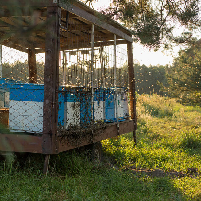 Close up of Beehives in a cage on a open field.