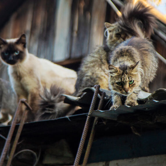 Cats on a roof of a barn.