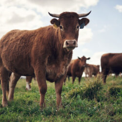 Big stern red cows with horns in a field.