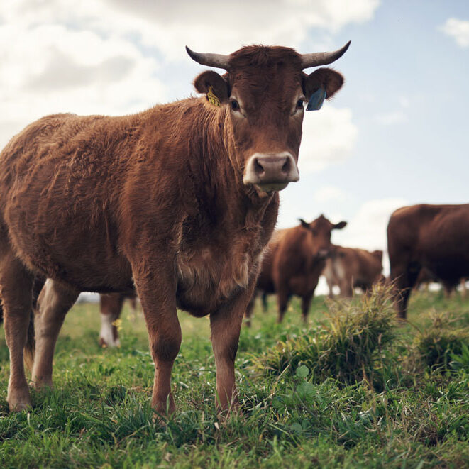 Big stern red cows with horns in a field.
