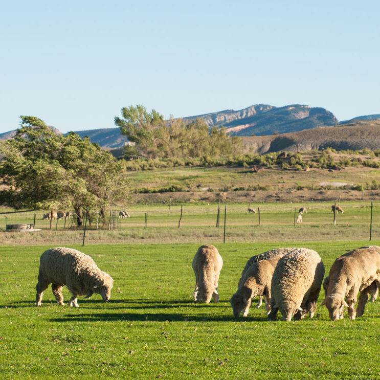 Sheep eating grass in a field.