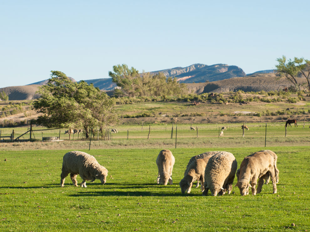 Sheep eating grass in a field.