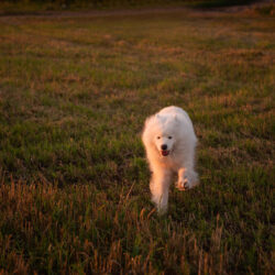 White fluffy dog running toward the camera.